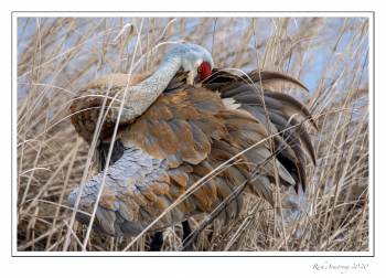 sandhill crane 2G.jpg
